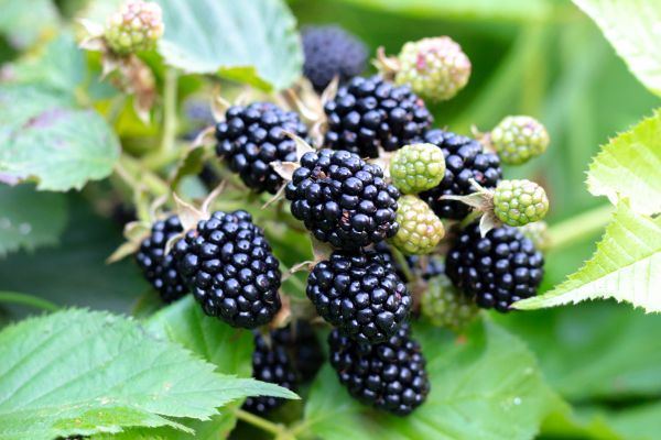 Blackberry Bush Removal in Port Orchard