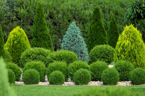 Cost of Bush Shaping Service in Port Orchard