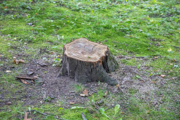 Bush Stump Removal in Port Orchard