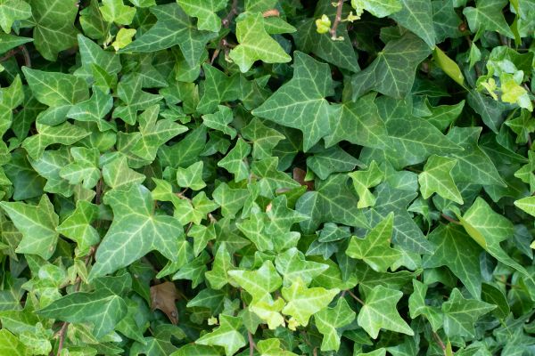 Cost of English Ivy Removal in Port Orchard
