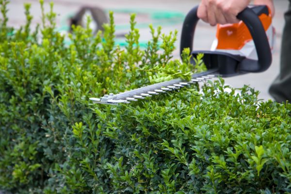 Hedge Pruning in Port Orchard
