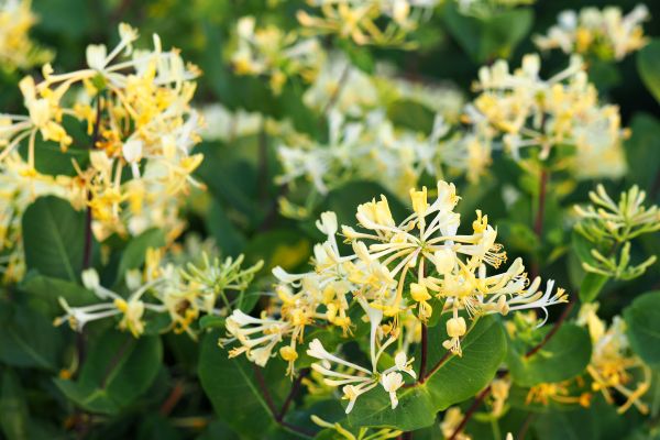 Cost of Honeysuckle Removal in Port Orchard