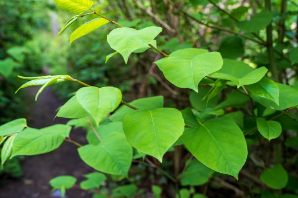 Cost of Invasive Plant Removal in Port Orchard