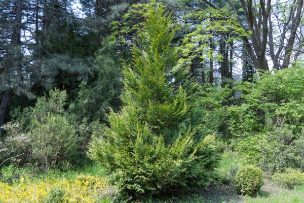 Cost of Juniper Pruning in Port Orchard