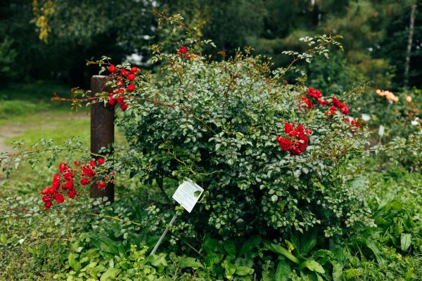 Cost of Rose Bush Removal in Port Orchard