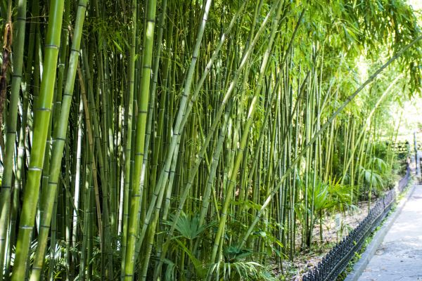 Cost of Bamboo Root Removal in Port Orchard