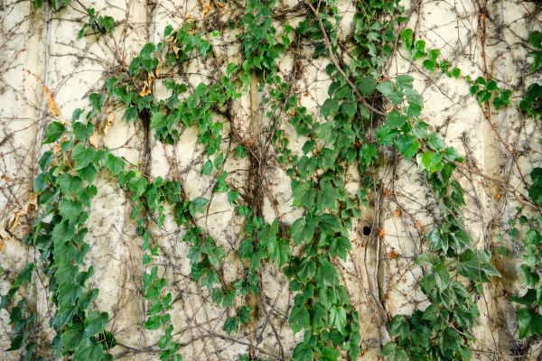 Cost of Vine Removal Service in Port Orchard