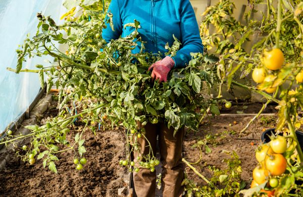 Cost of Garden Plant Removal in Port Orchard