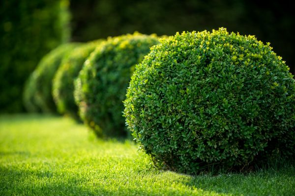 Cost of Bush Pruning in Port Orchard