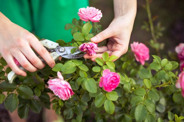 Cost of Rose Shearing in Port Orchard