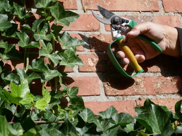 Cost of Ivy Removal Service in Port Orchard