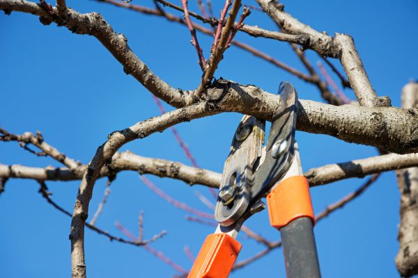 Cost of Selective Pruning in Port Orchard