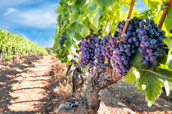 Cost of Grapevine Pruning in Port Orchard