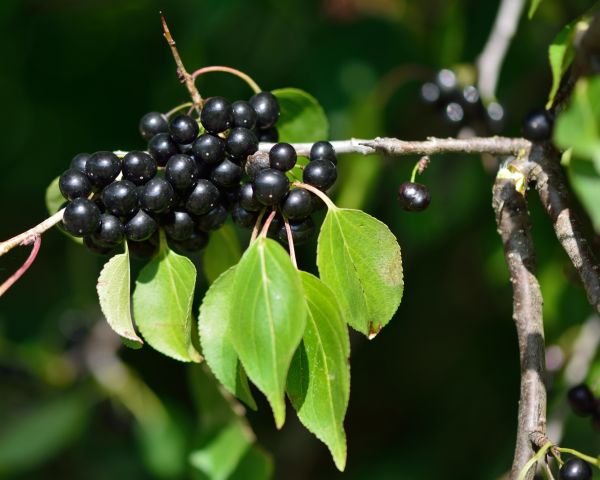 Cost of Buckthorn Removal in Port Orchard
