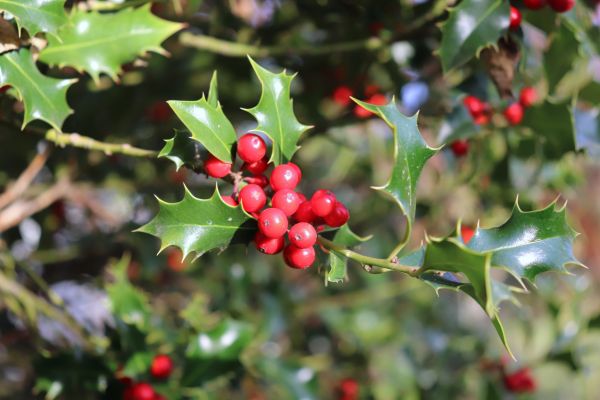Cost of Holly Tree Trimming in Port Orchard