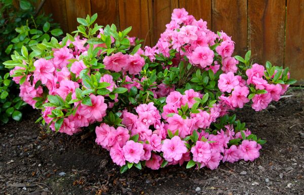 Cost of Azaleas Removal in Port Orchard
