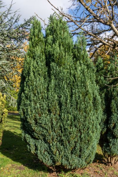Cost of Juniper Trimming in Port Orchard