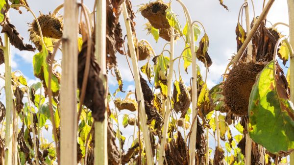 Cost of Dead Plant Removal in Port Orchard