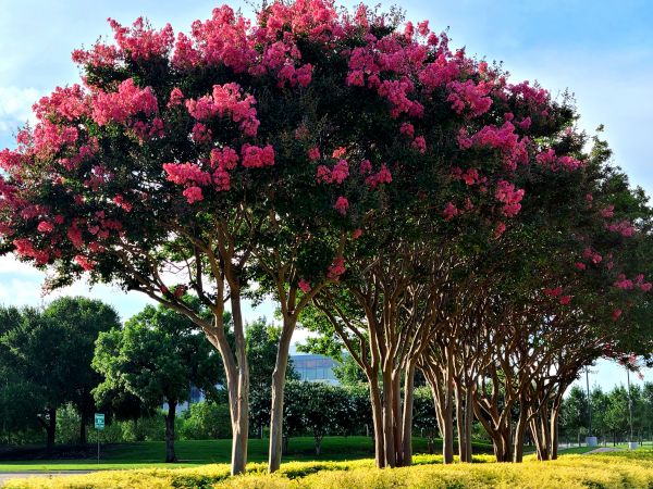 Cost of Crepe Myrtle Pruning in Port Orchard