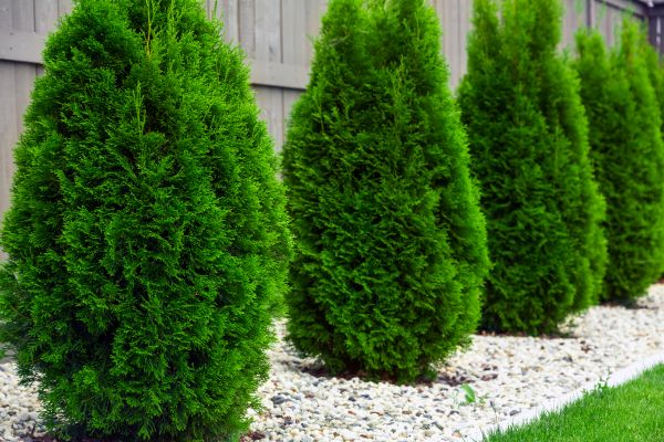 Cost of Arborvitae Pruning in Port Orchard
