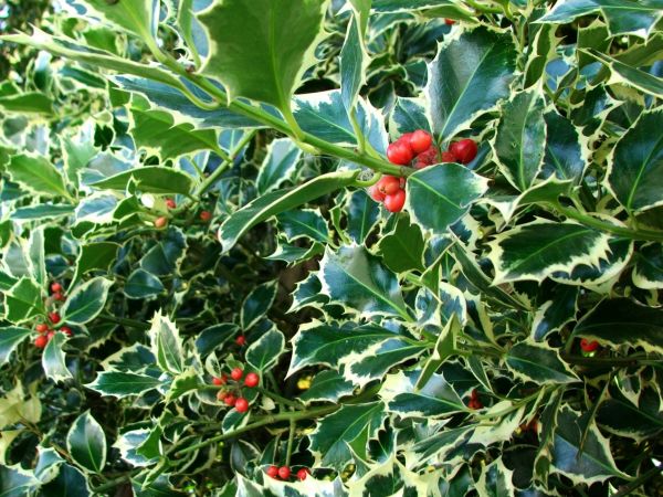 Cost of Holly Bushes Trimming in Port Orchard