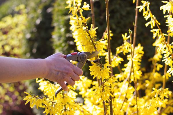 Forsythia Pruning in Port Orchard