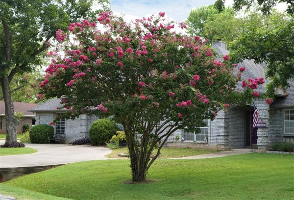 Crepe Myrtle Trimming in Port Orchard