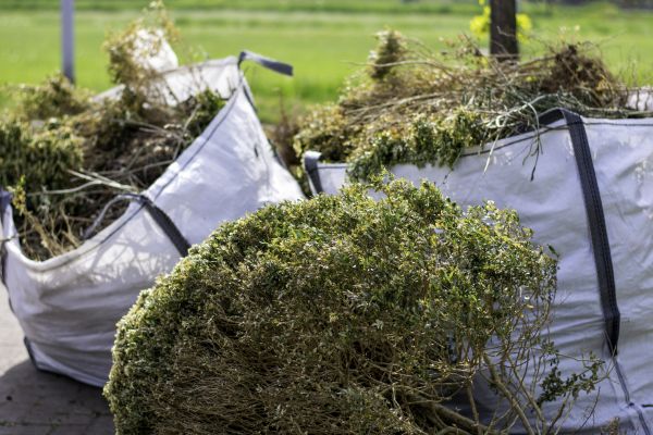 Cost of Shrubs Removal in Port Orchard