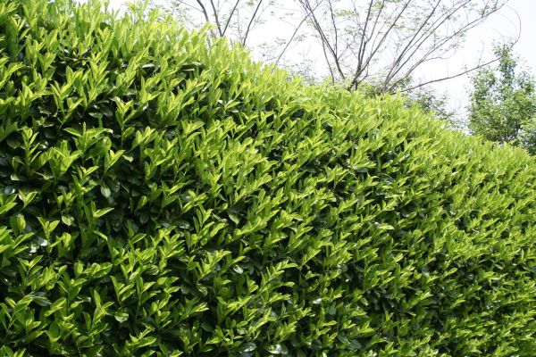 Cost of Laurel Shrub Removal in Port Orchard