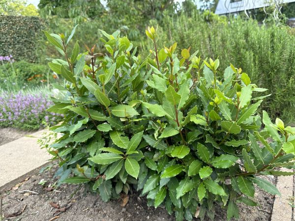 Cost of Laurel Hedge Removal in Port Orchard