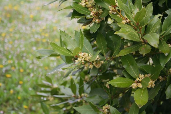 Cost of Laurel Trimming in Port Orchard
