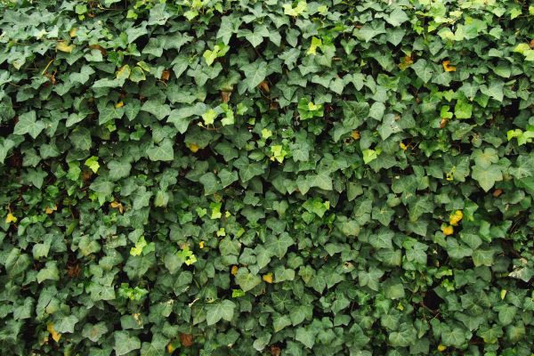 Cost of Ivy Pruning service in Port Orchard