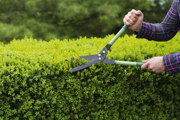 Cost of Evergreen Shrub Pruning in Port Orchard