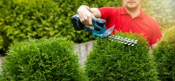 Cost of Hedge Shaping Service in Port Orchard