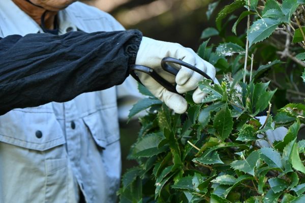 Holly Pruning in Port Orchard