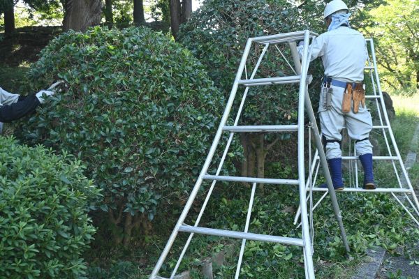 Cost of Holly Shaping in Port Orchard
