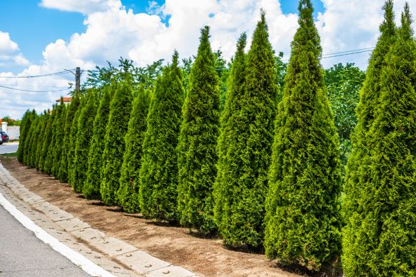 Cost of Arborvitae Shearing in Port Orchard