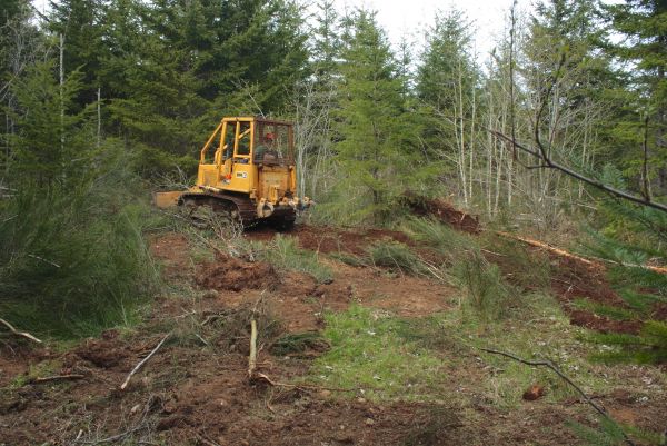 Cost of Shrubbery Clearing in Port Orchard