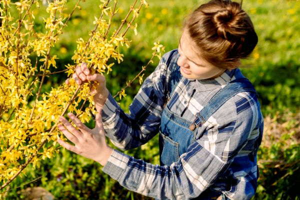 Cost of Forsythia Trimming in Port Orchard