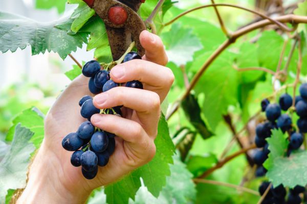 Cost of Vineyard Pruning in Port Orchard
