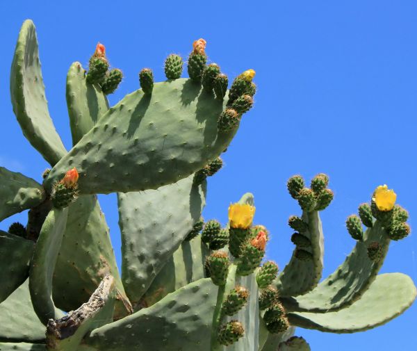 Cost of Cactus Removal in Port Orchard