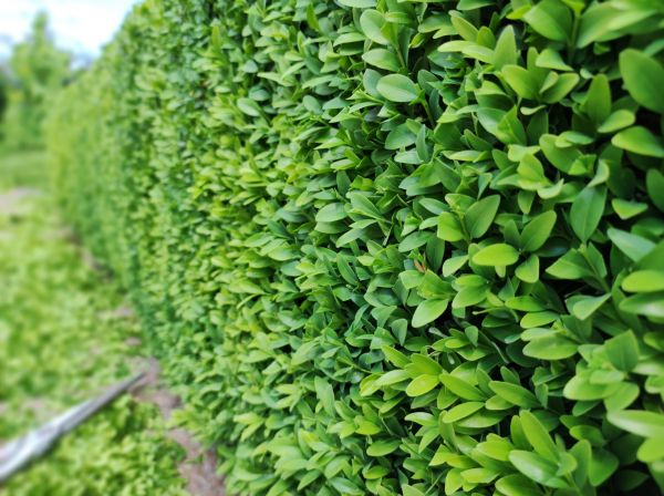 Cost of Boxwood Pruning in Port Orchard