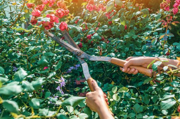 Knockout Roses Pruning in Port Orchard