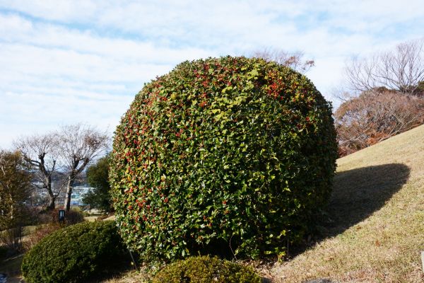 Cost of Holly Shrub Pruning in Port Orchard