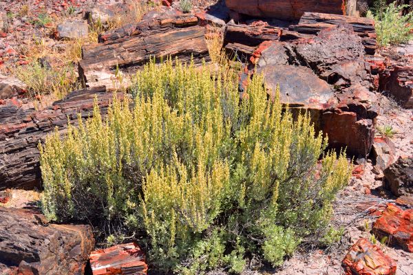 Cost of Sagebrush Removal in Port Orchard