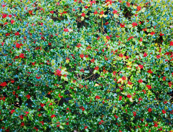 Cost of Holly Bush Removal in Port Orchard
