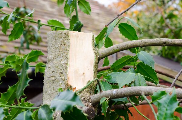 Cost of Holly Tree Removal in Port Orchard