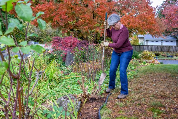 Cost of Dead Bush Removal in Port Orchard