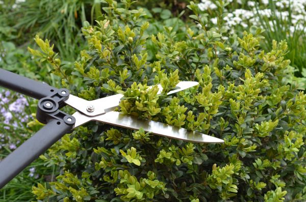 Cost of Boxwood Trimming in Port Orchard