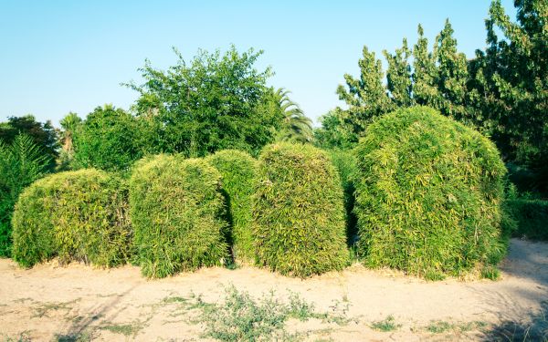Cost of Bamboo Hedge Removal in Port Orchard